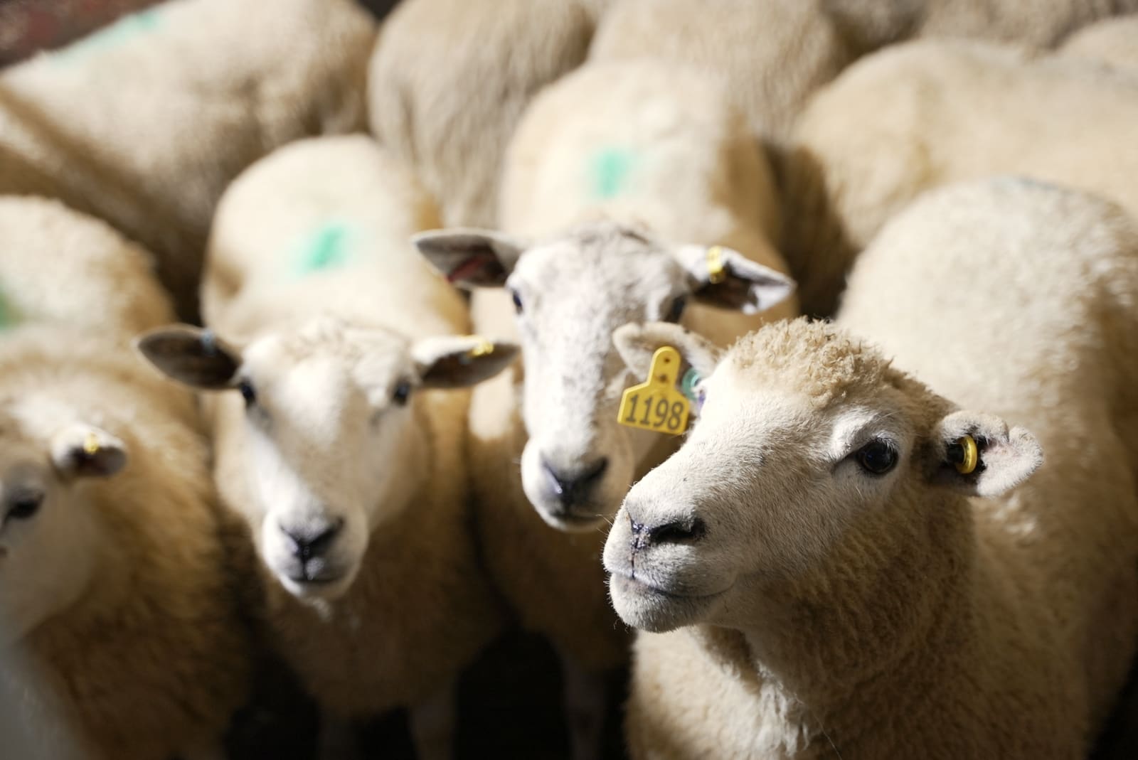 Sheep resting in the lairage pens, ear-tagged and marked
