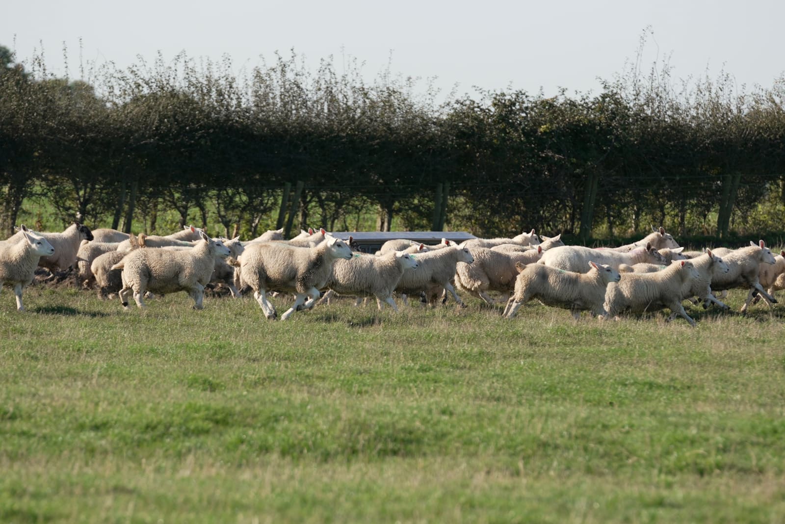Flock running along the hedgerow