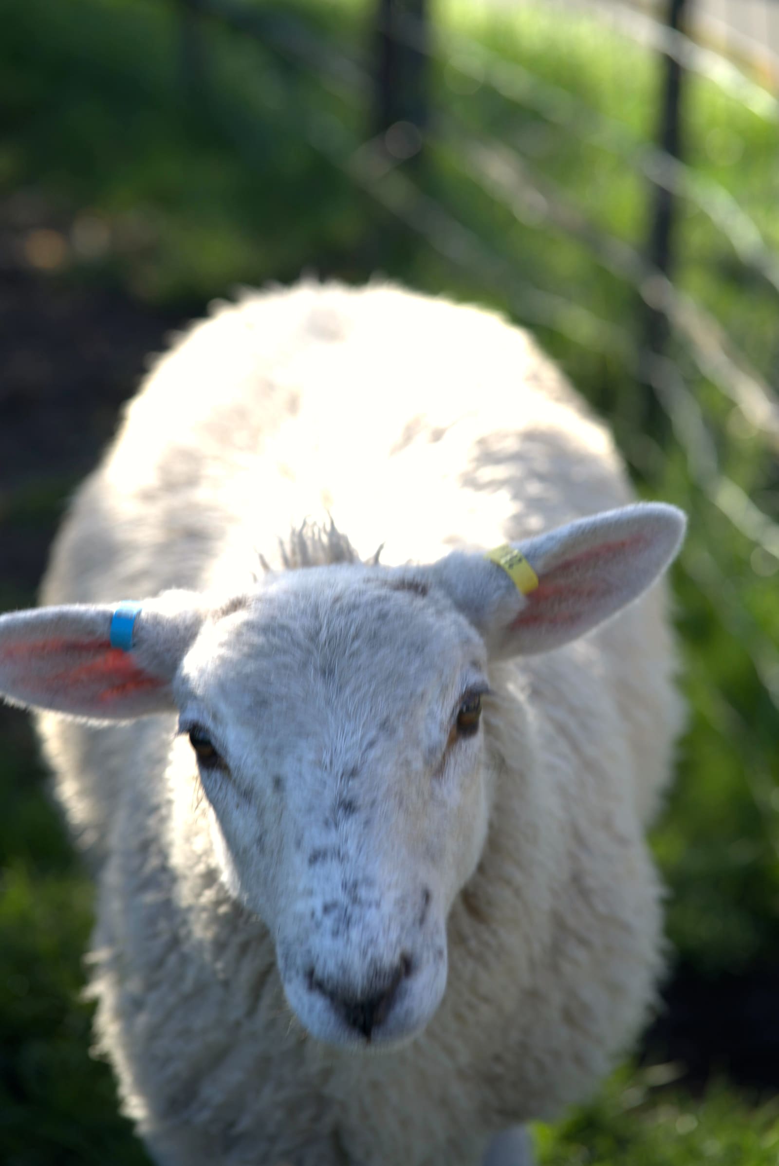 Ewe portrait, ear-tagged, in dappled autumn light