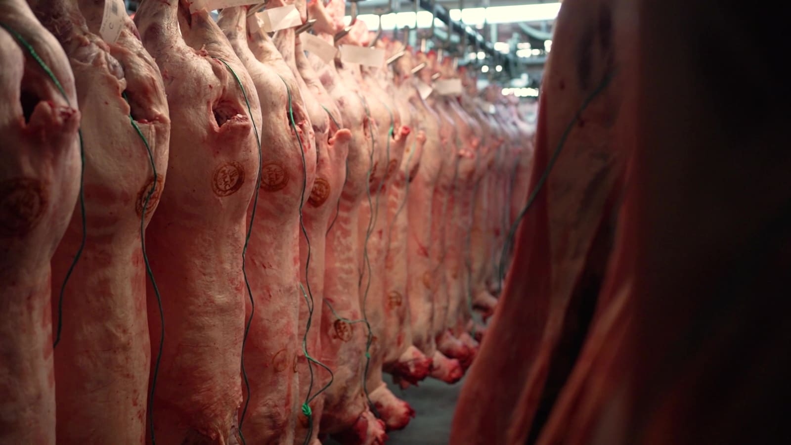 Lamb carcasses in the chiller
